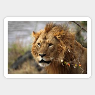 Cat: Large Male Lion Looking Intently as He Comes Out of the Bush, Maasai Mara, Kenya Sticker